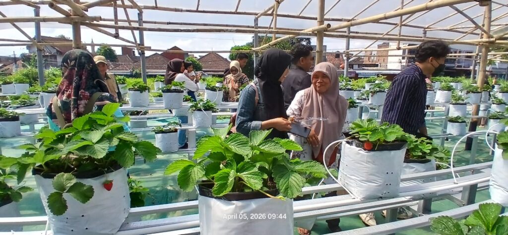 Serunya Belajar Langsung dari Alam: Outing Class PKBM Bintang Bangsa ke Melberry